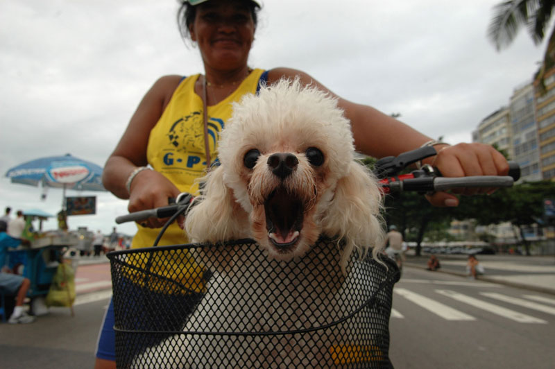 foto: Tom van der Leij - Rio de Janeiro, hond in fietsmand