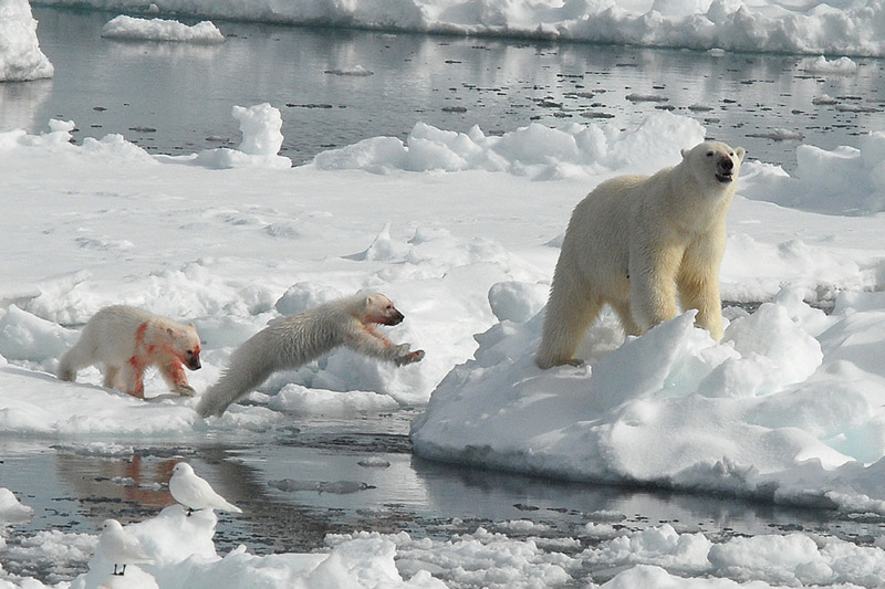 foto: © Peter Zwitser, Netherlands, 2007 Sony World Photography Awards