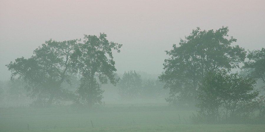foto: Hillebrand Breuker | Mist en bomen