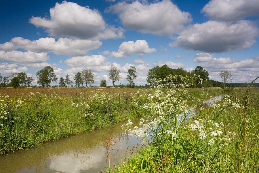 foto: Hillebrand Breuker | Oude Riet in het Groninger Westerkwartier