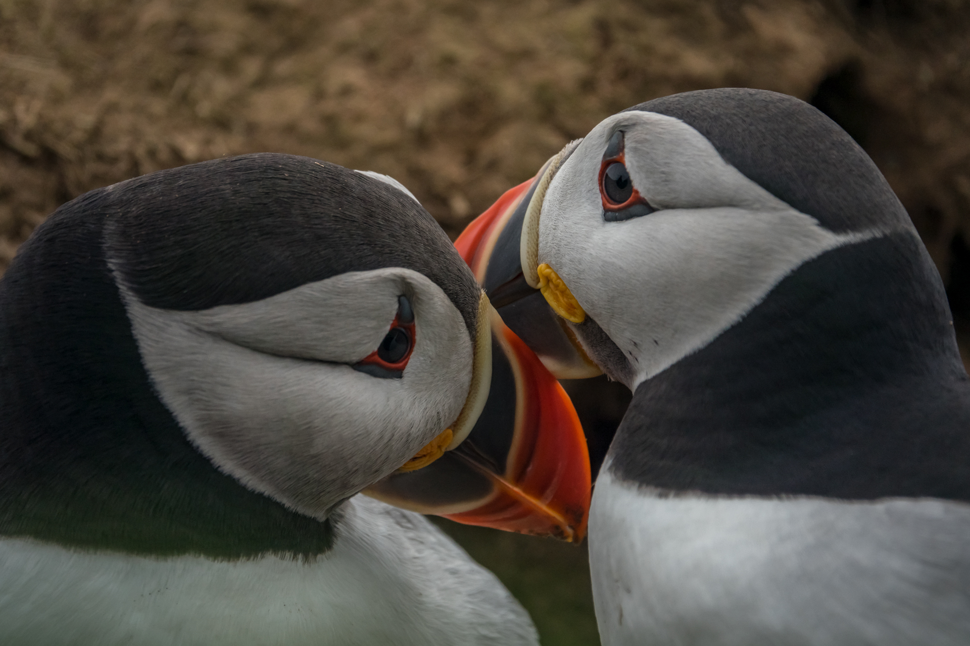 foto: Sam Hobson © All rights reserved - Puffin