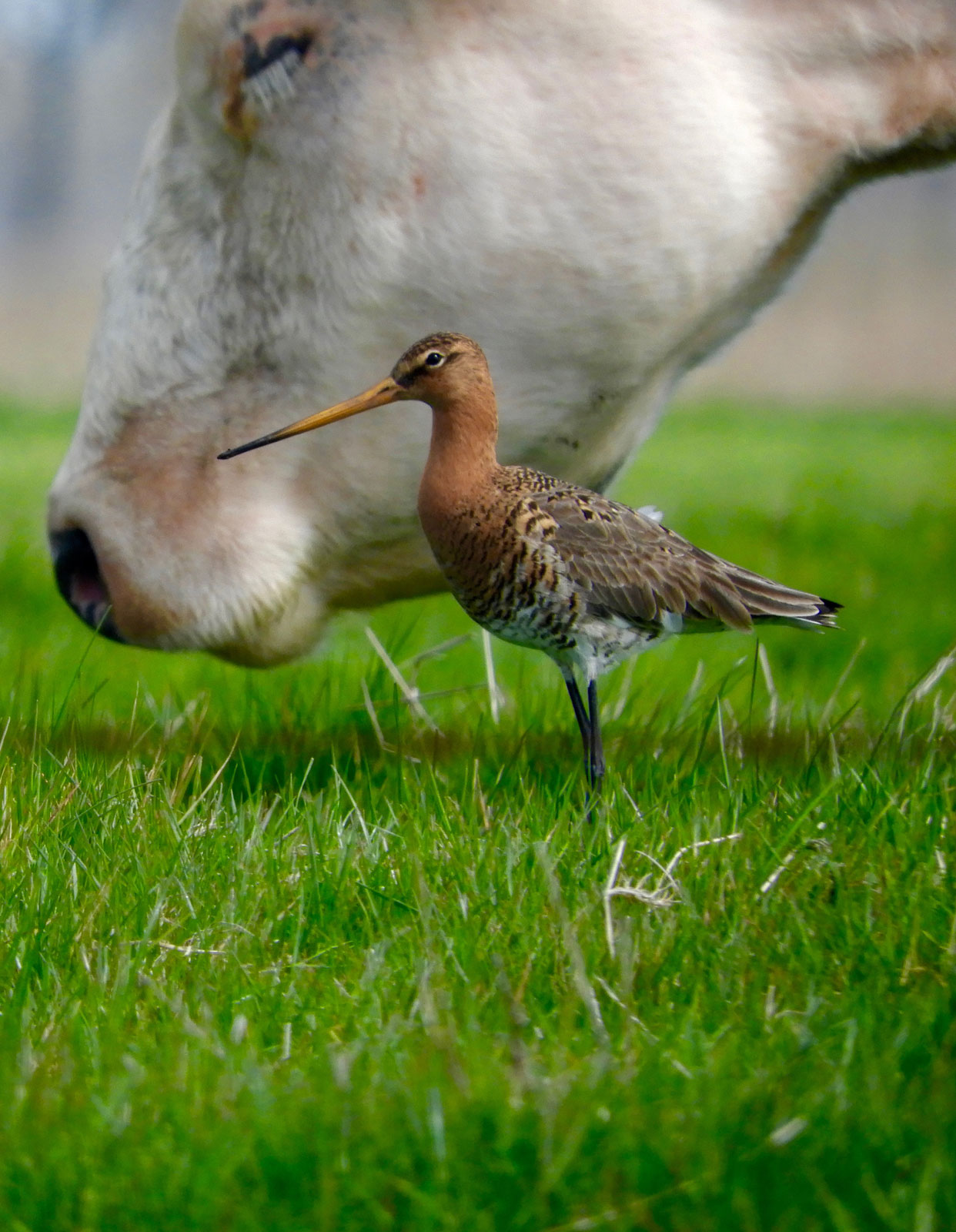 foto: Arthur Floren - categorie DIER, vogel naast koeienkop