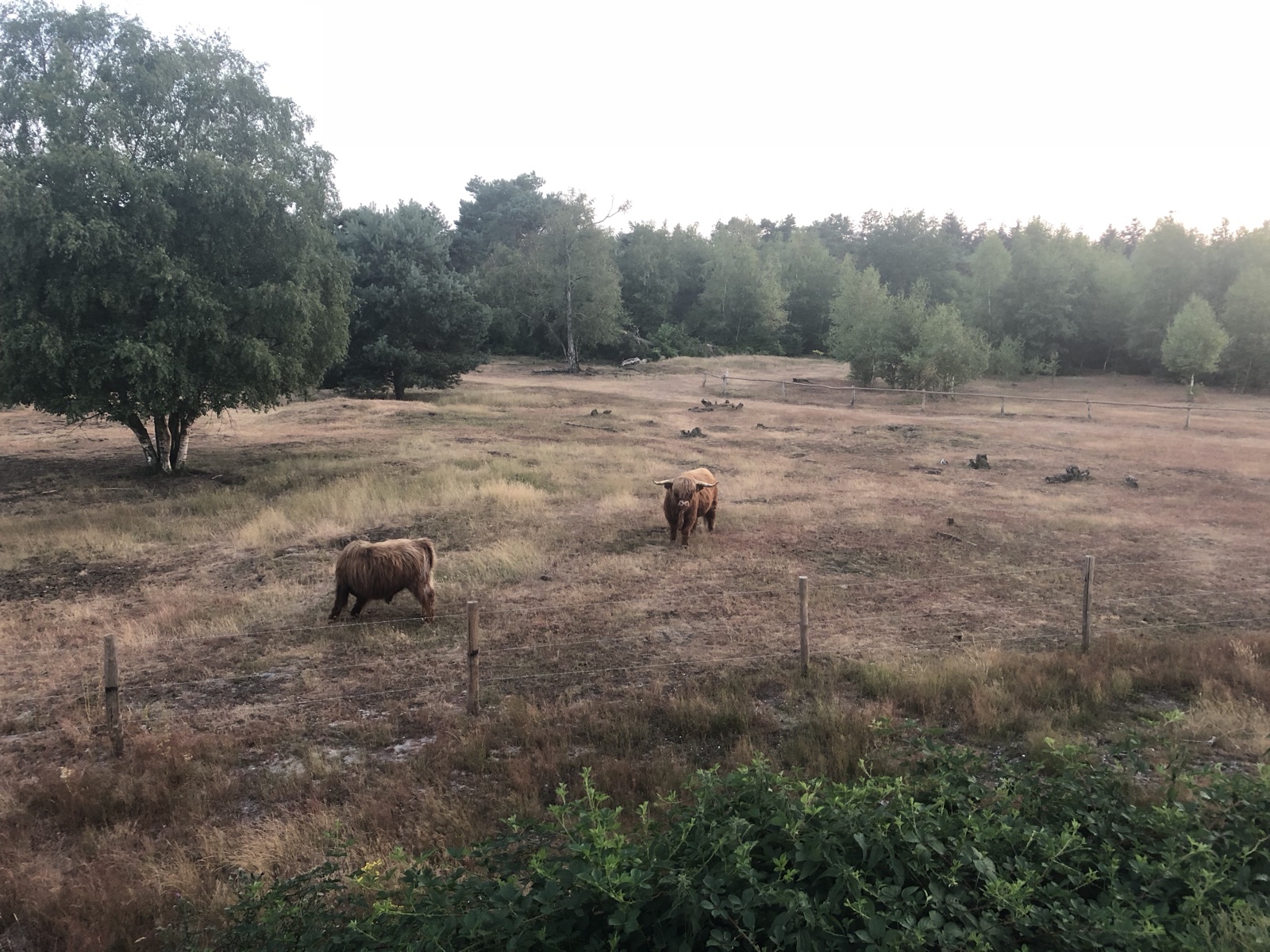 twee ossen in een heide