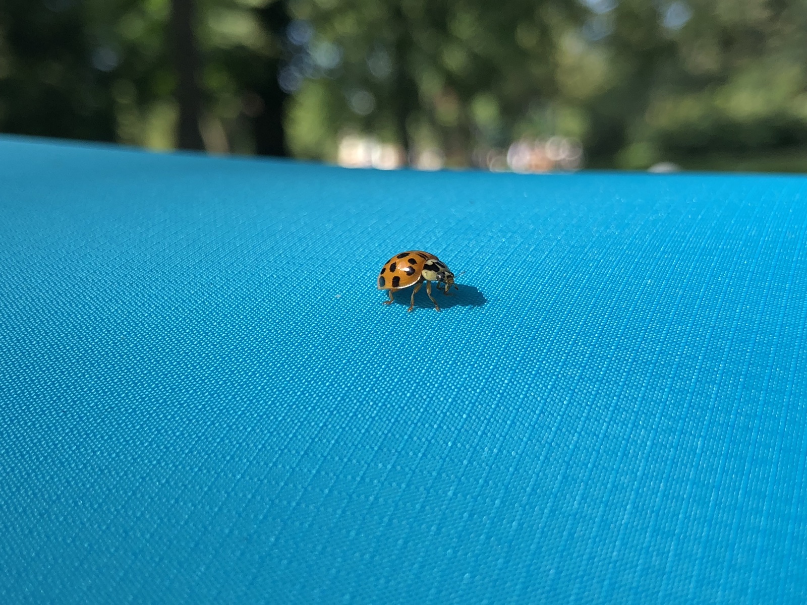 lieveheersbeestje op blauw