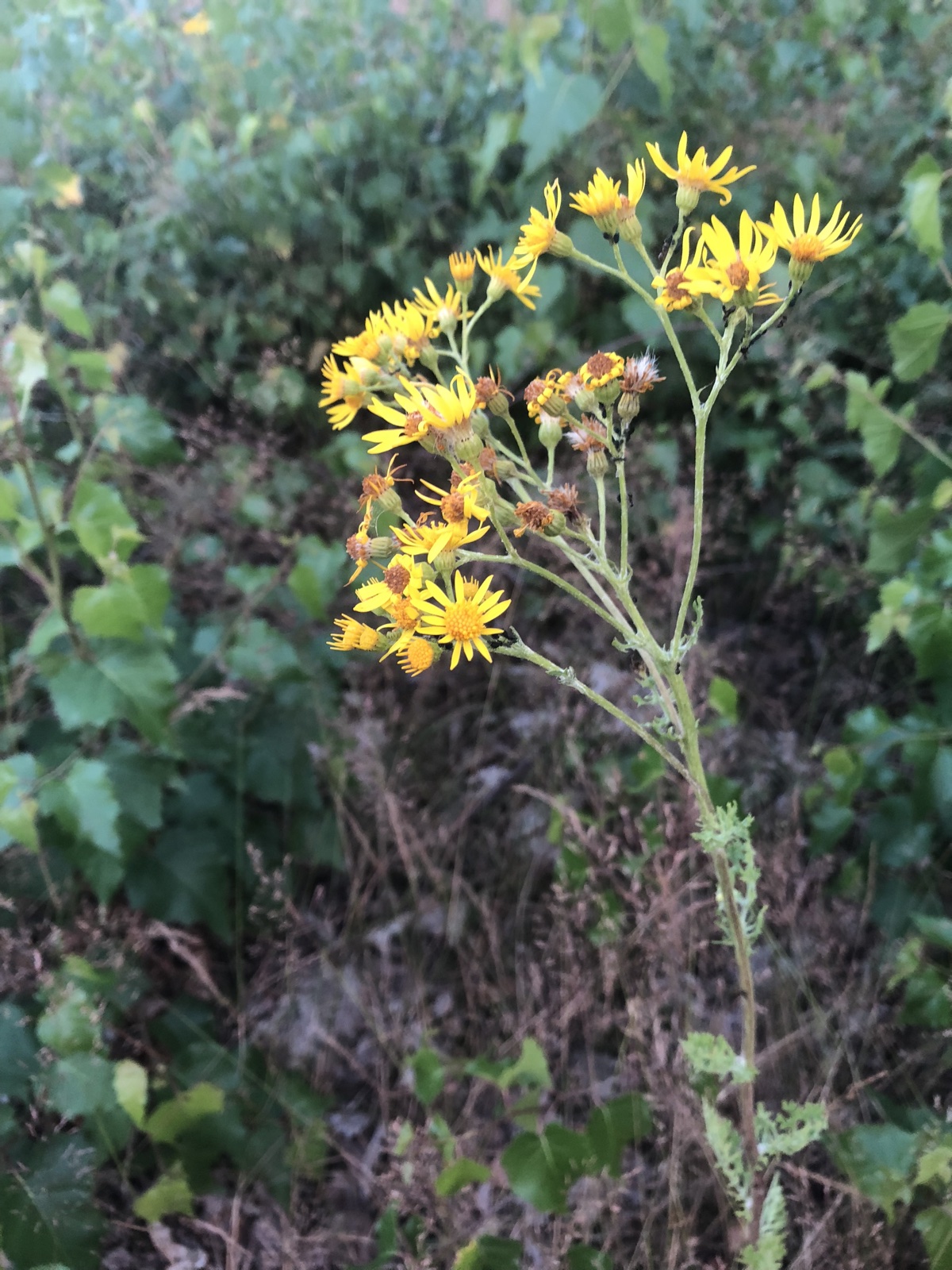 gele bloemen in aarde
