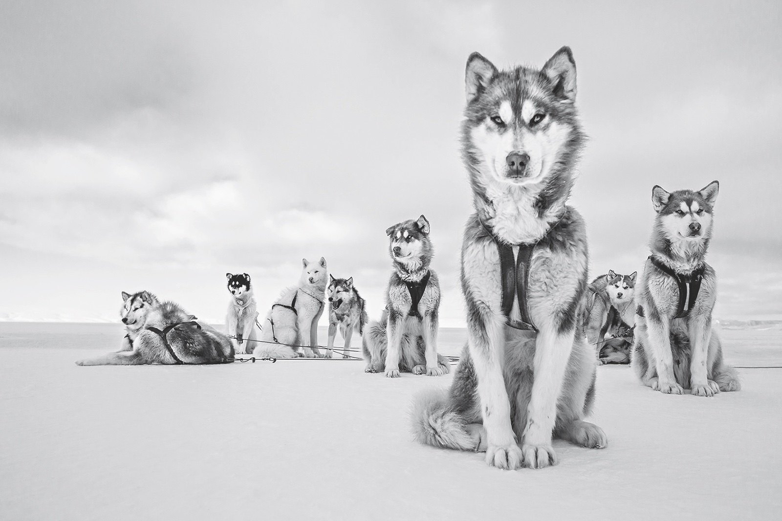 foto: © 2018 Cristina Mittermeier. All rights reserved. www.sealegacy.org - Alpha Dog, Greenlandic Huskies, Thule, Greenland, April 2015