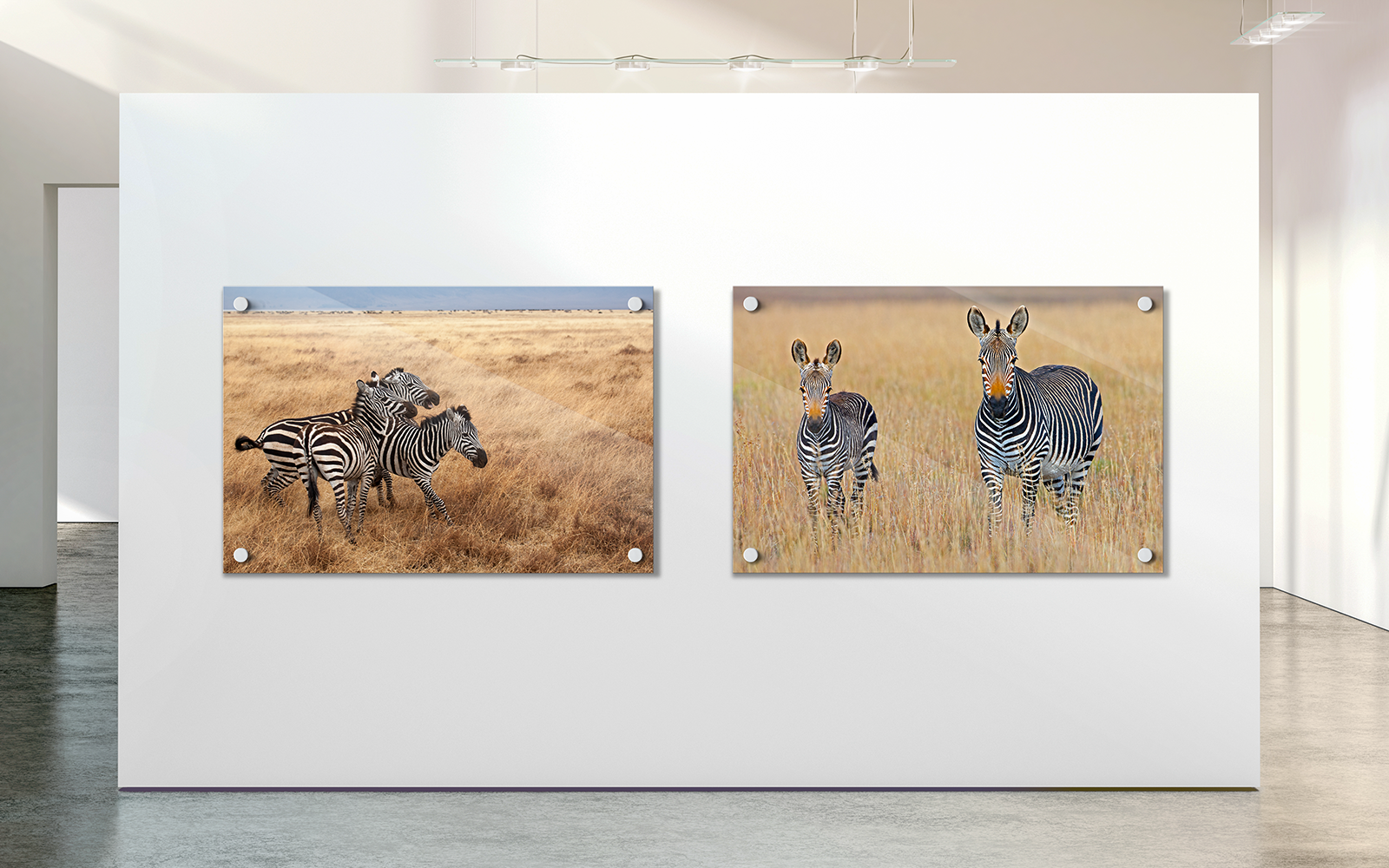 twee foto's van zebra's in galerie