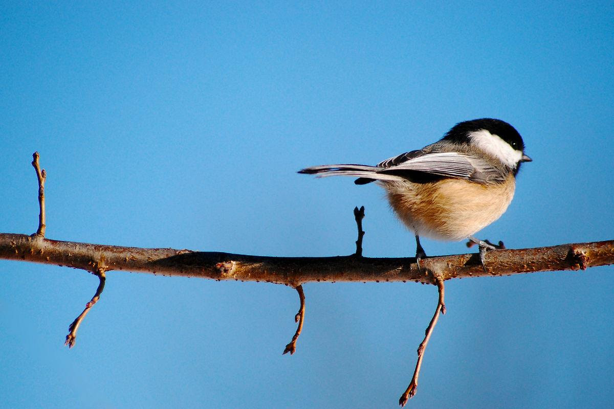 Jessica Bubb - Instagram: 200k+ - @rusticbones, vogeltje op tak met strakblauwe lucht