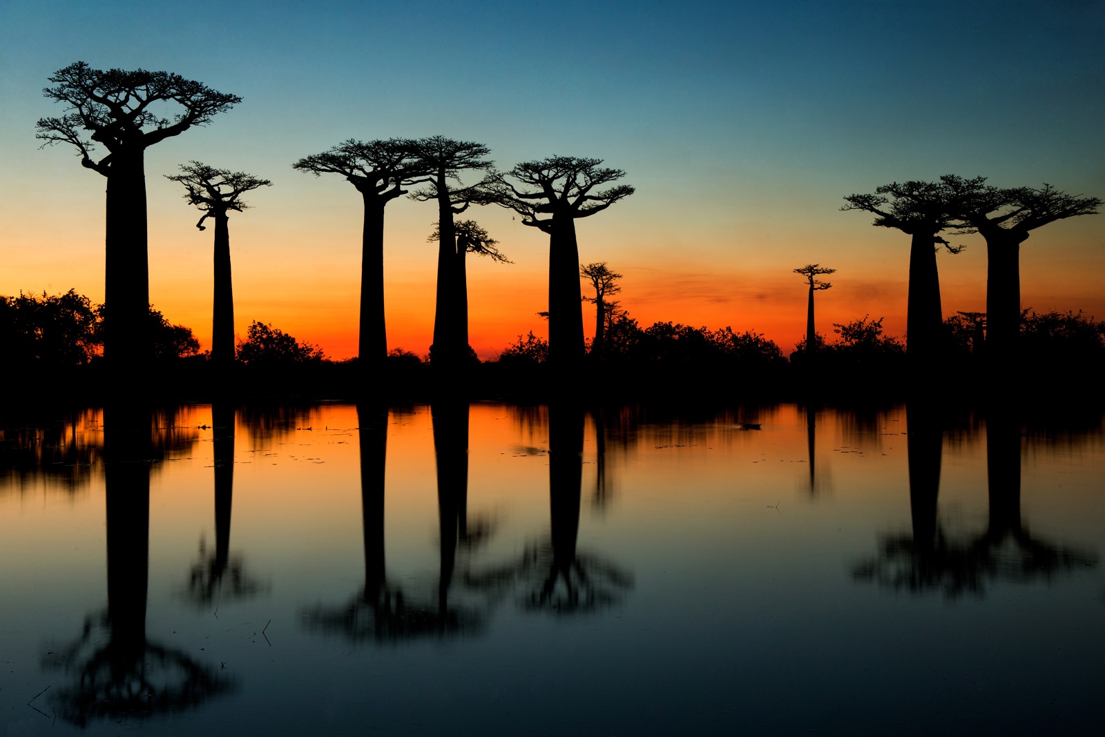 Baobabs Madagascar