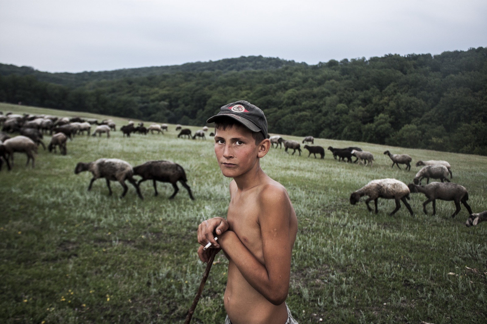 foto van een jongen met ontbloot bovenlijf die de schapen achter hem in de wei verzorgt