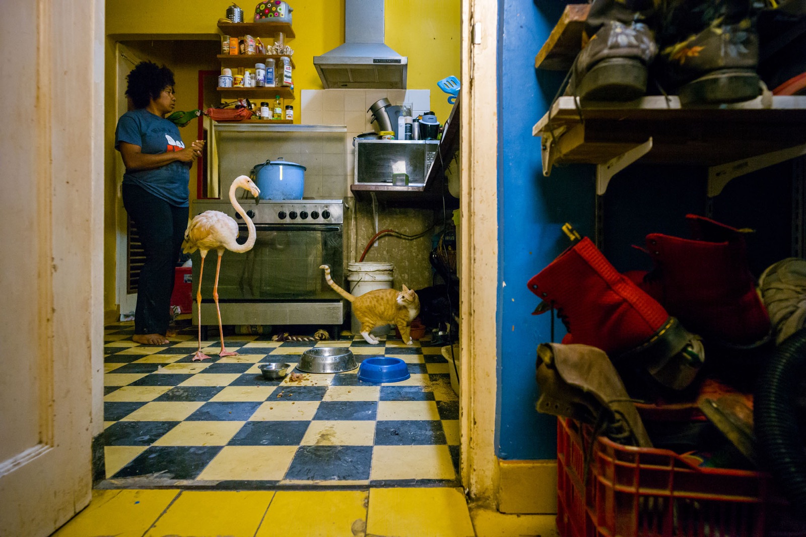 foto van een keuken met een vrouw en een flamingo erin, een opvanghuis voor gewonde dieren
