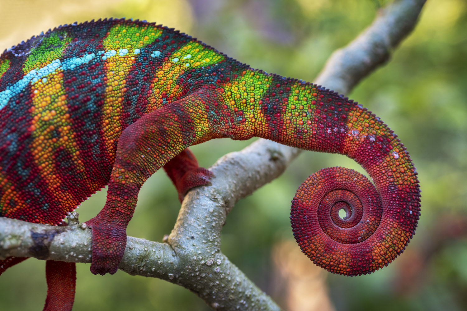 foto van een kameleon van dichtbij