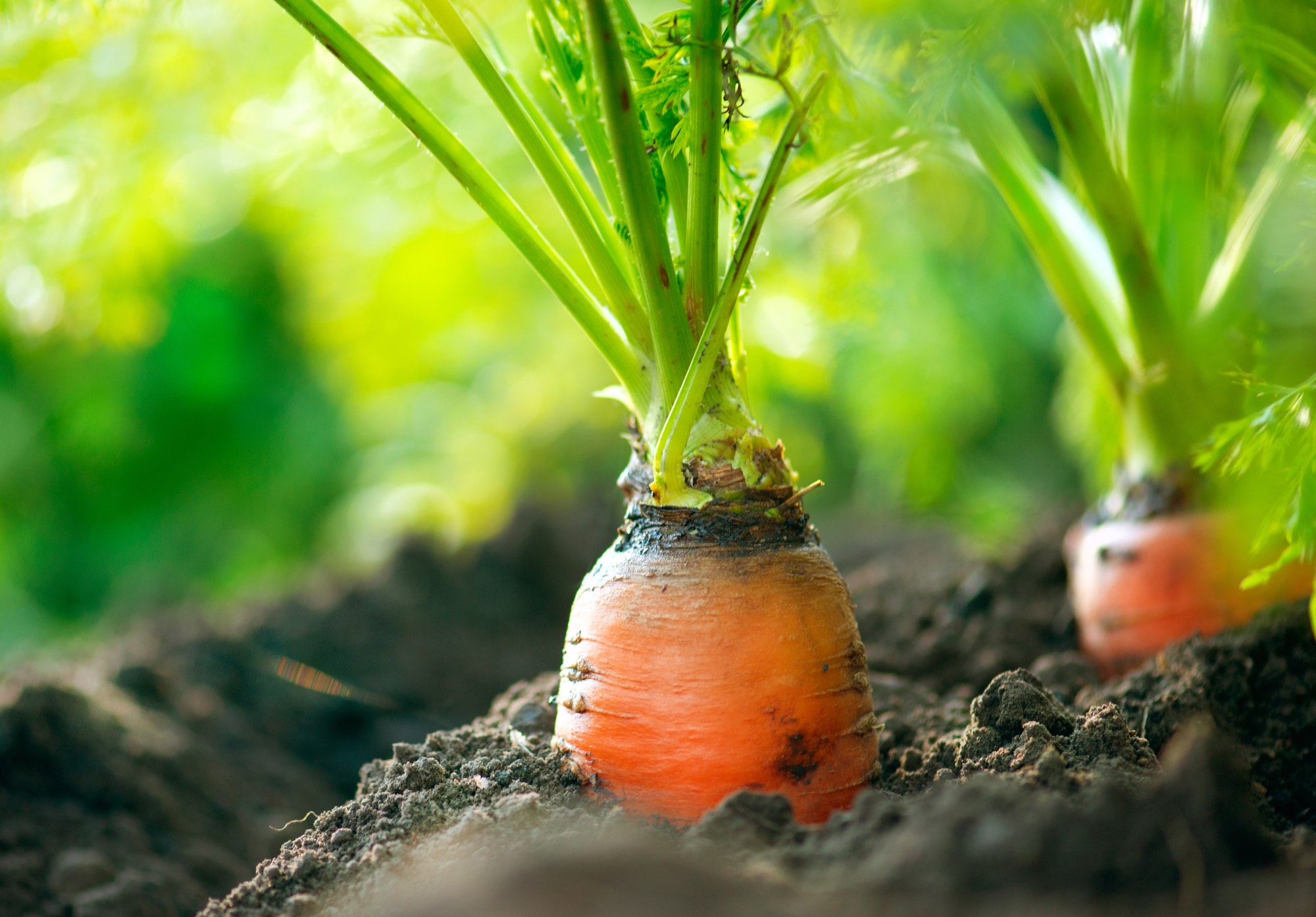 Wortelen in de grond in moestuin