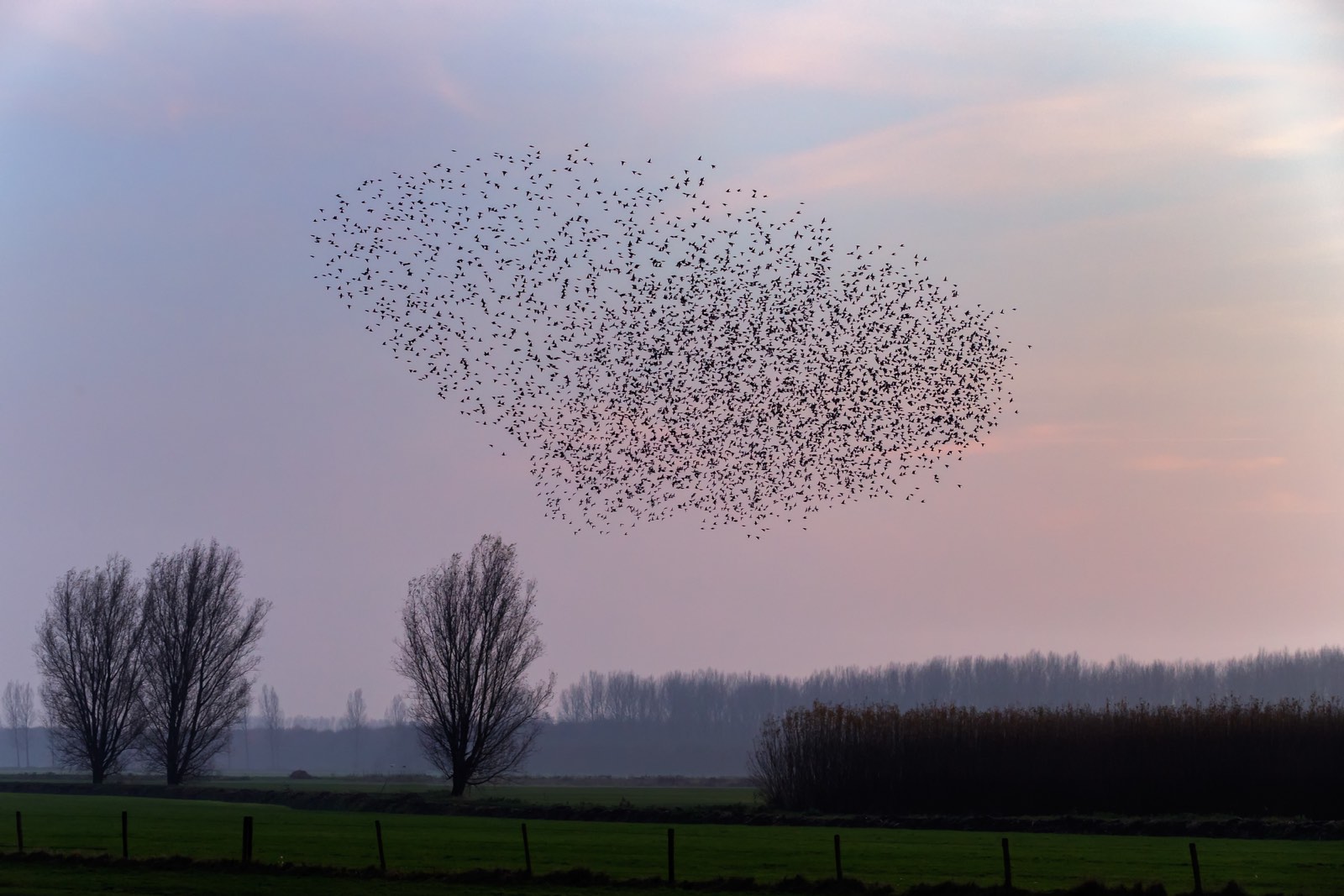 zwerm vogels in landschap als silhouet