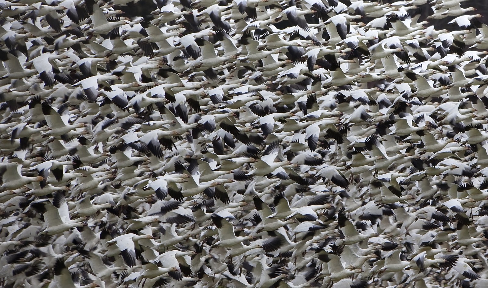 vogels als patroon