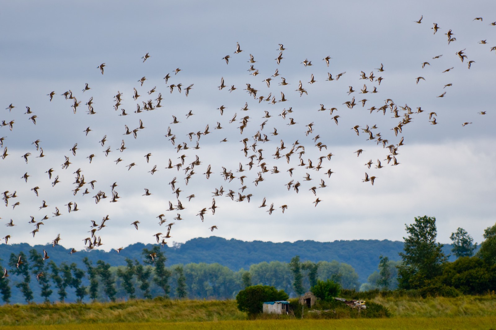 zwerm vogels als contract tegen de lucht