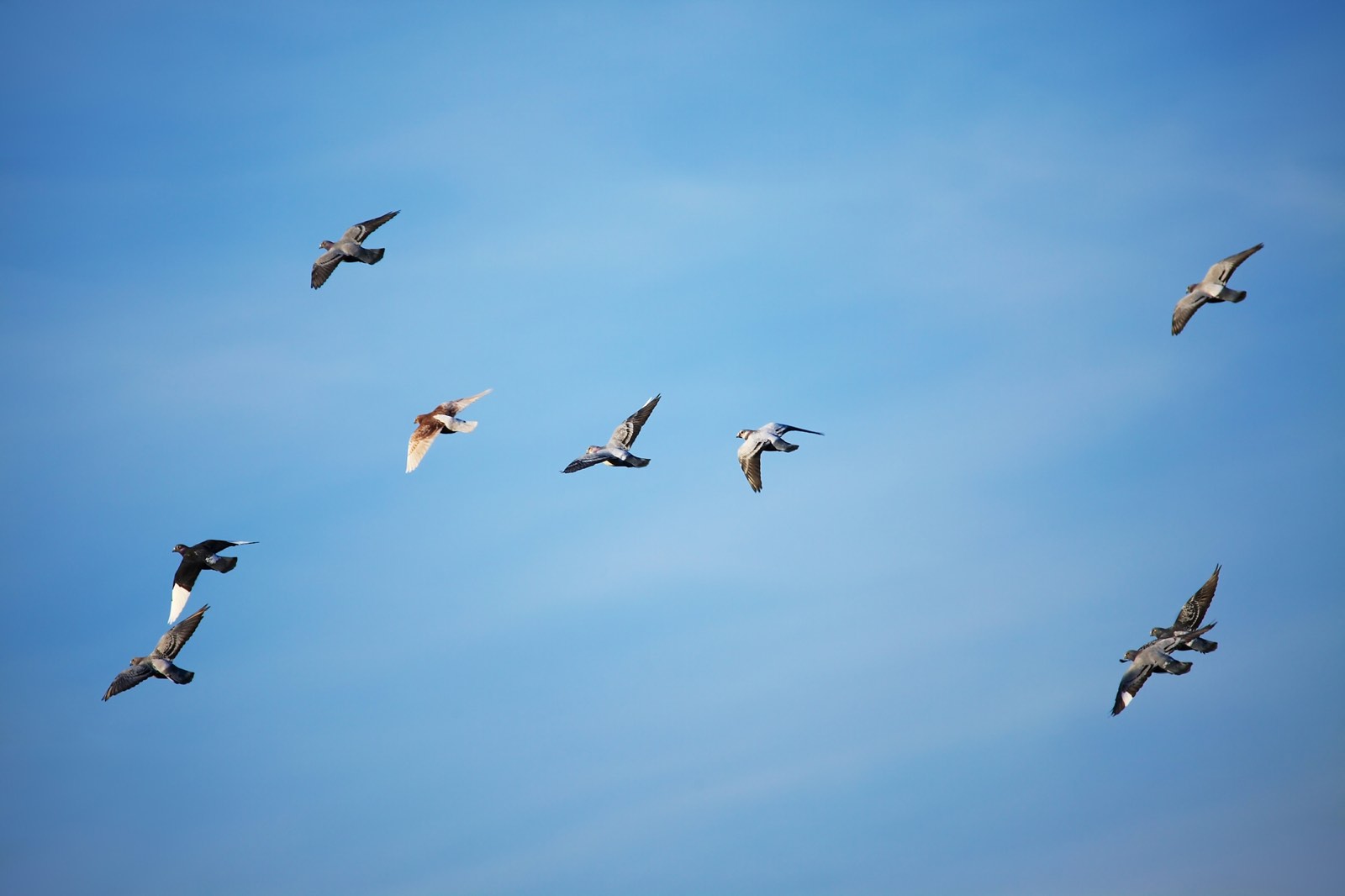 vogels glijden in blauwe lucht