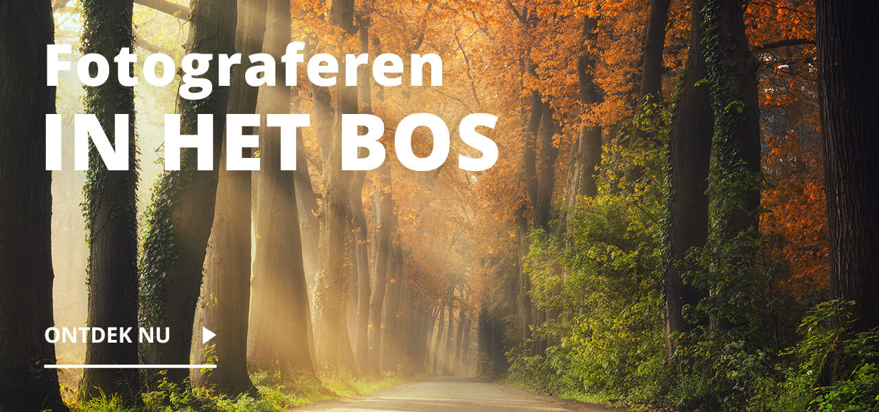 Mooi herfstbos