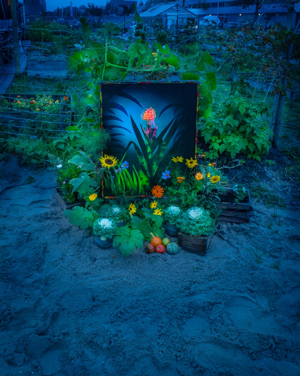 foto: © Jan van der Horn - Wilde Orchidee