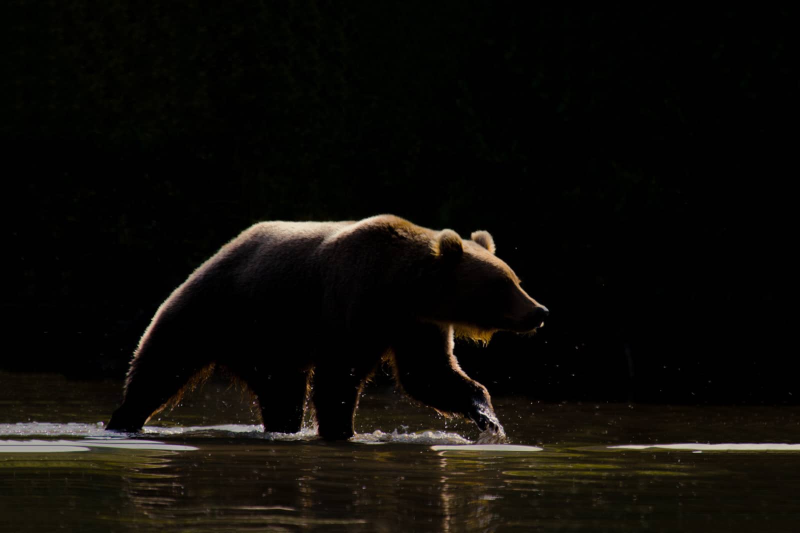 Beer in nachtlicht, wildlife fotografie van Richard Bernabe