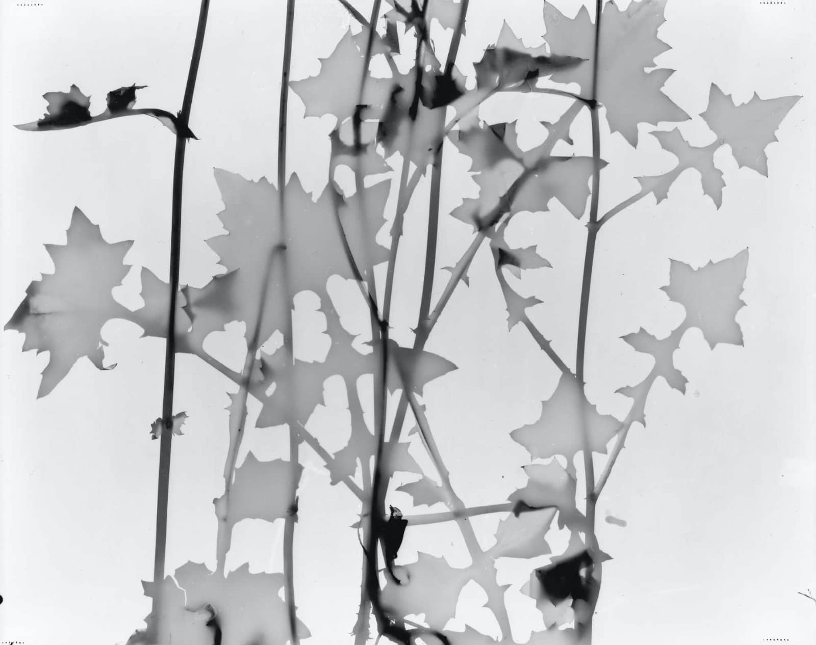 foto: © Arja Hop / Peter Svenson - Muursla, Mycelis muralis,Maxwellstraat, Amsterdam 2015