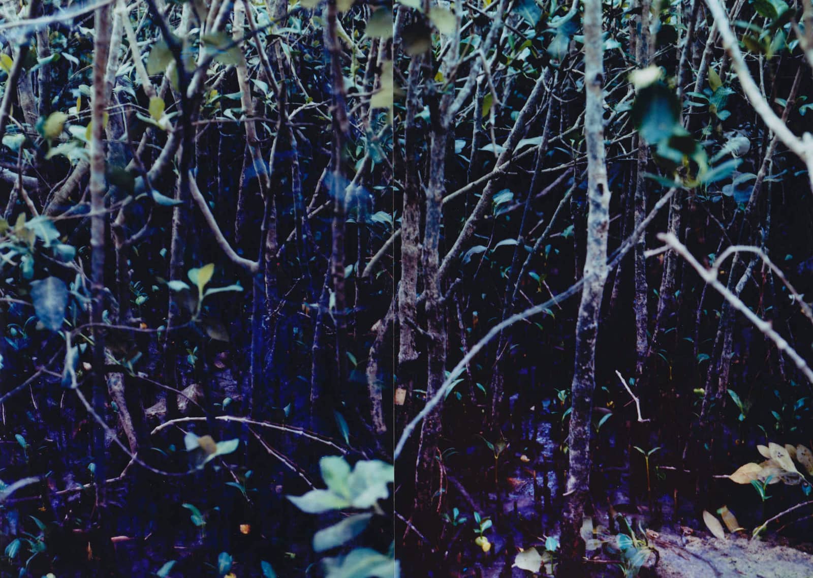 foto: © Arja Hop / Peter Svenson - Mangrove