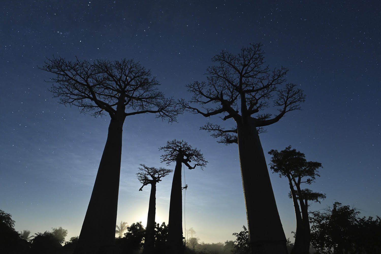 foto: © Marsel van Oosten/tpoty.com - Madagascar: Avenue des Baobabs