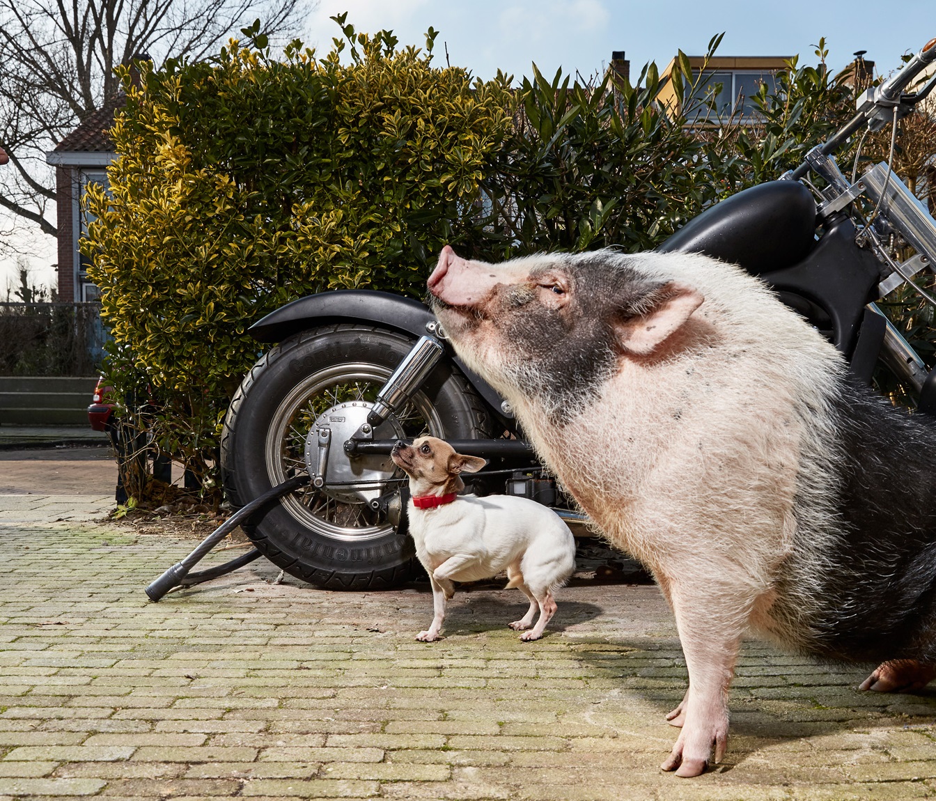 Isabella Rozendaal Foto Opdracht 2016 voor Stadsarchief Amsterdam, een varken en een hond bij brommer