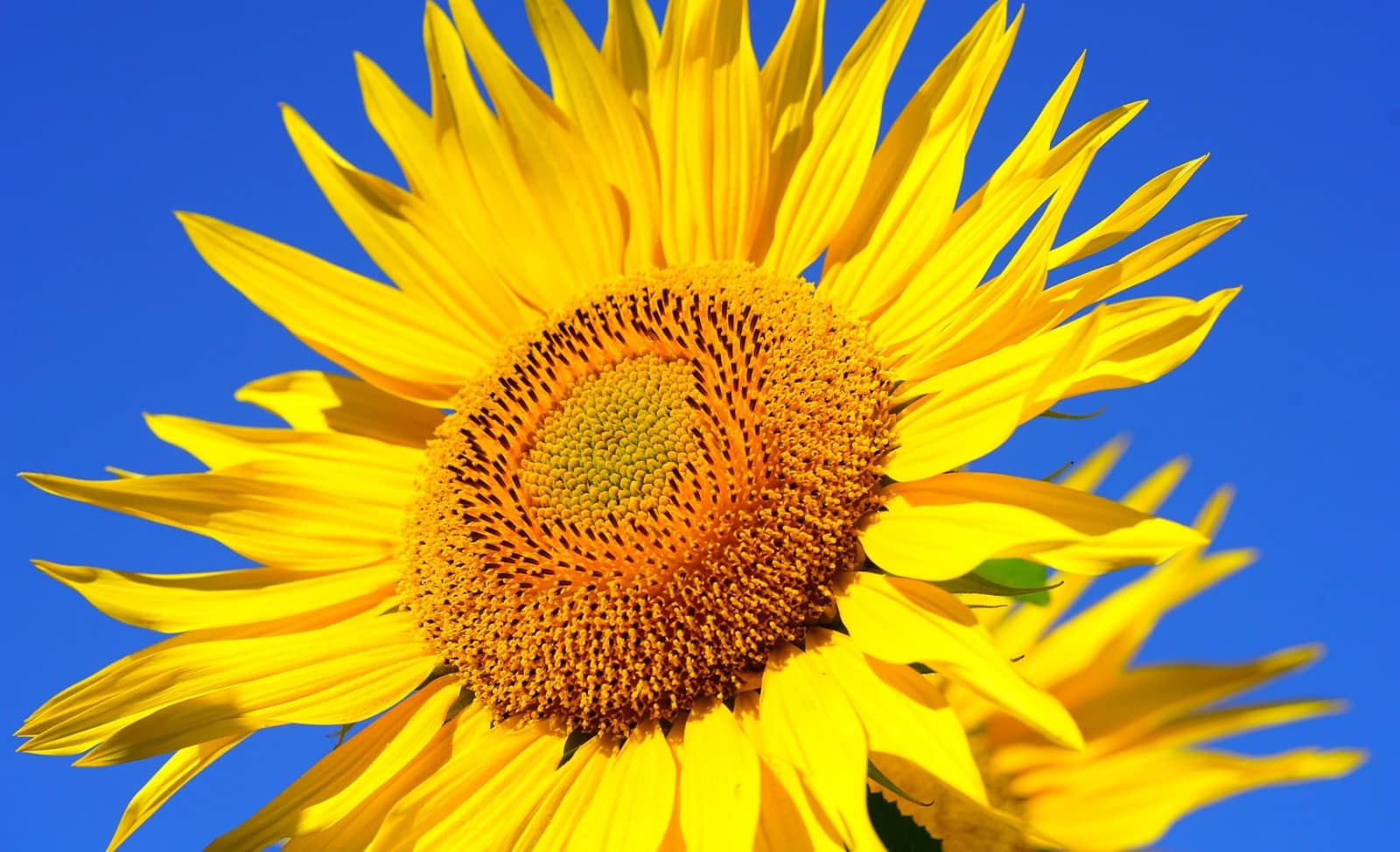 grote zonnebloem van dichtbij met blauwe lucht