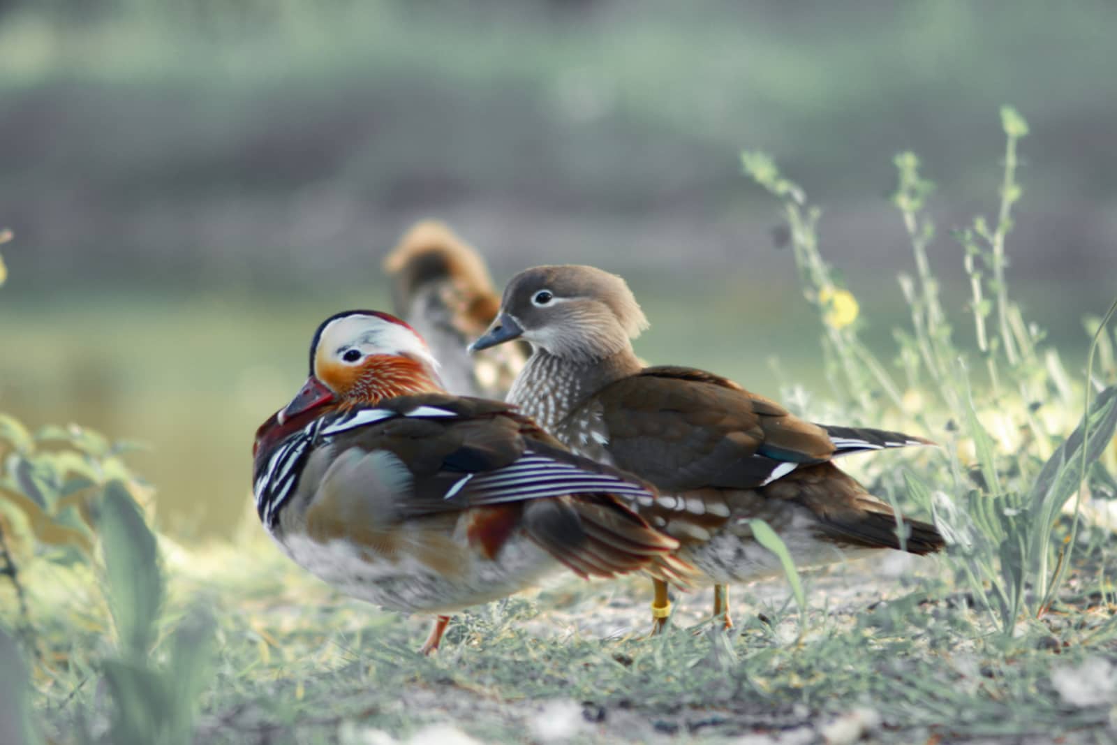 twee vogels in ochtenzon close in groen