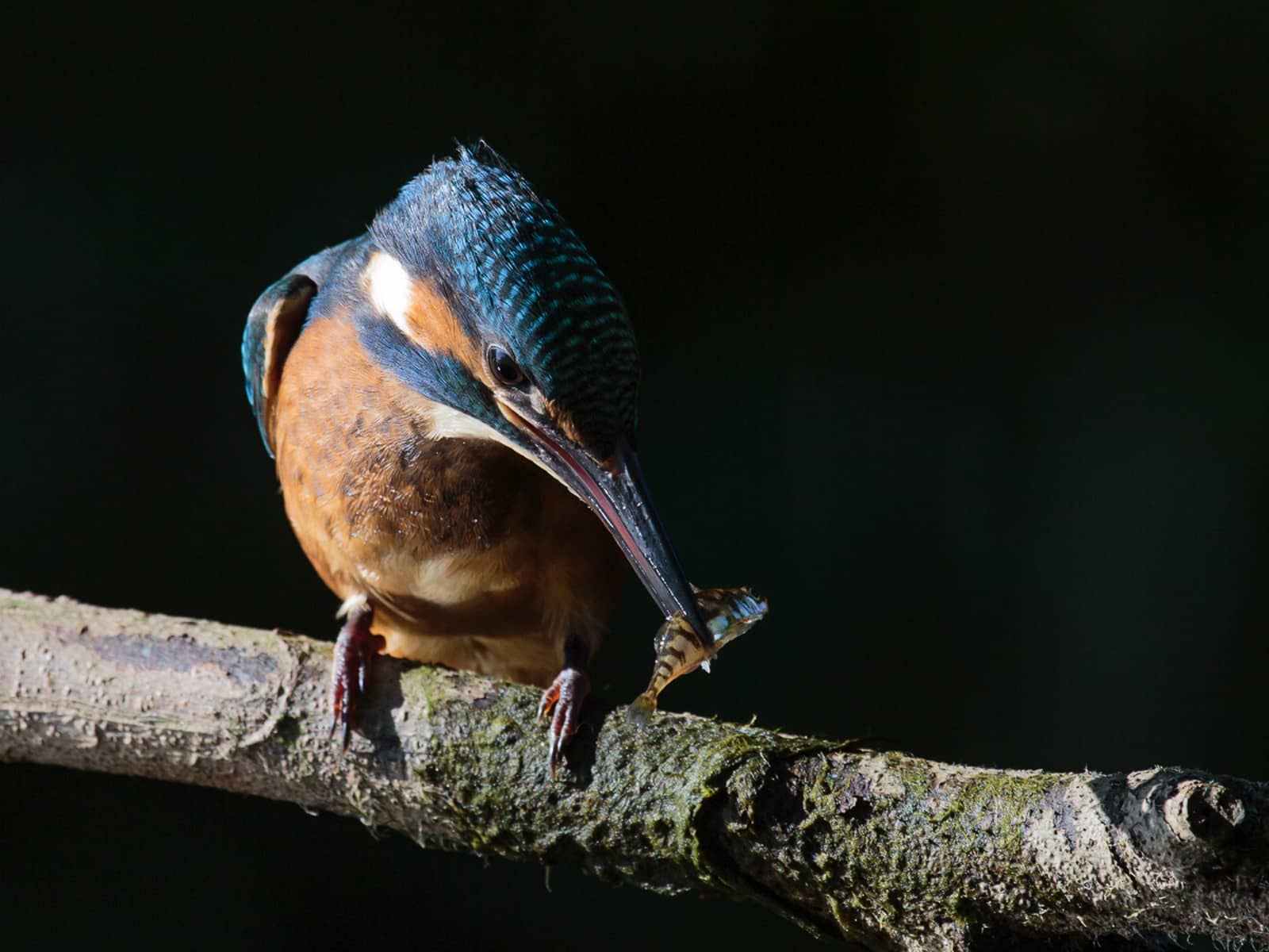 foto: © Bas Breetveld - ijsvogel met visje
