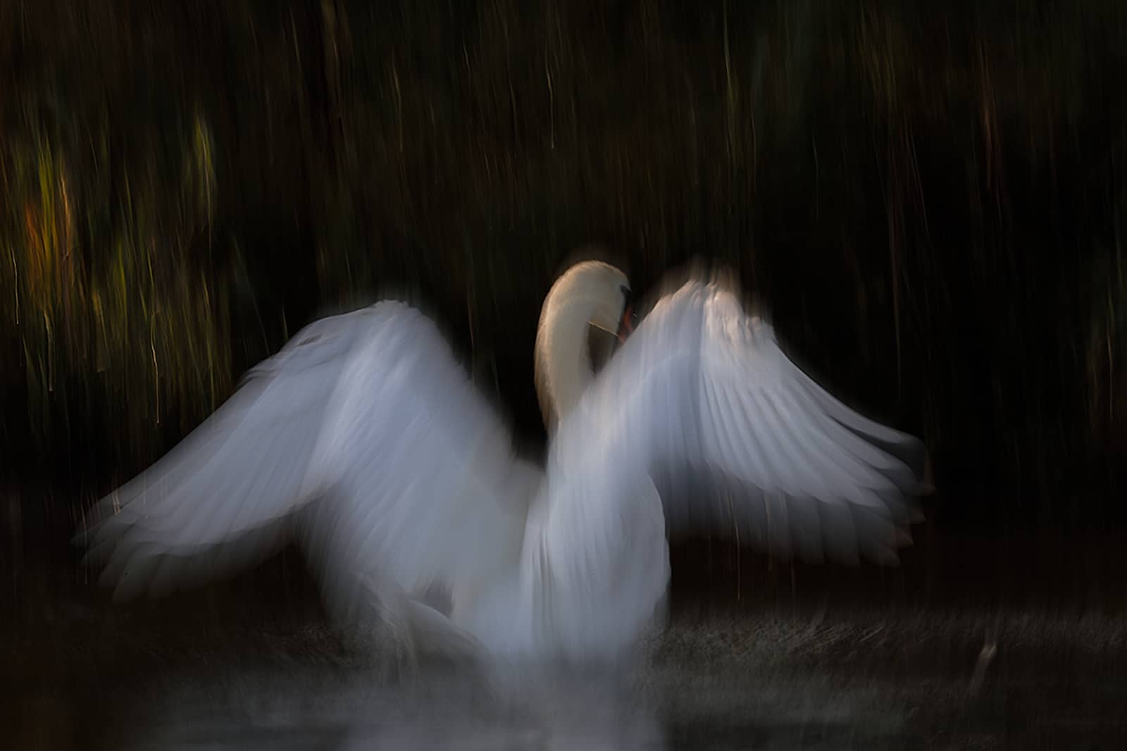 foto: © Bas Breetveld - zwaan