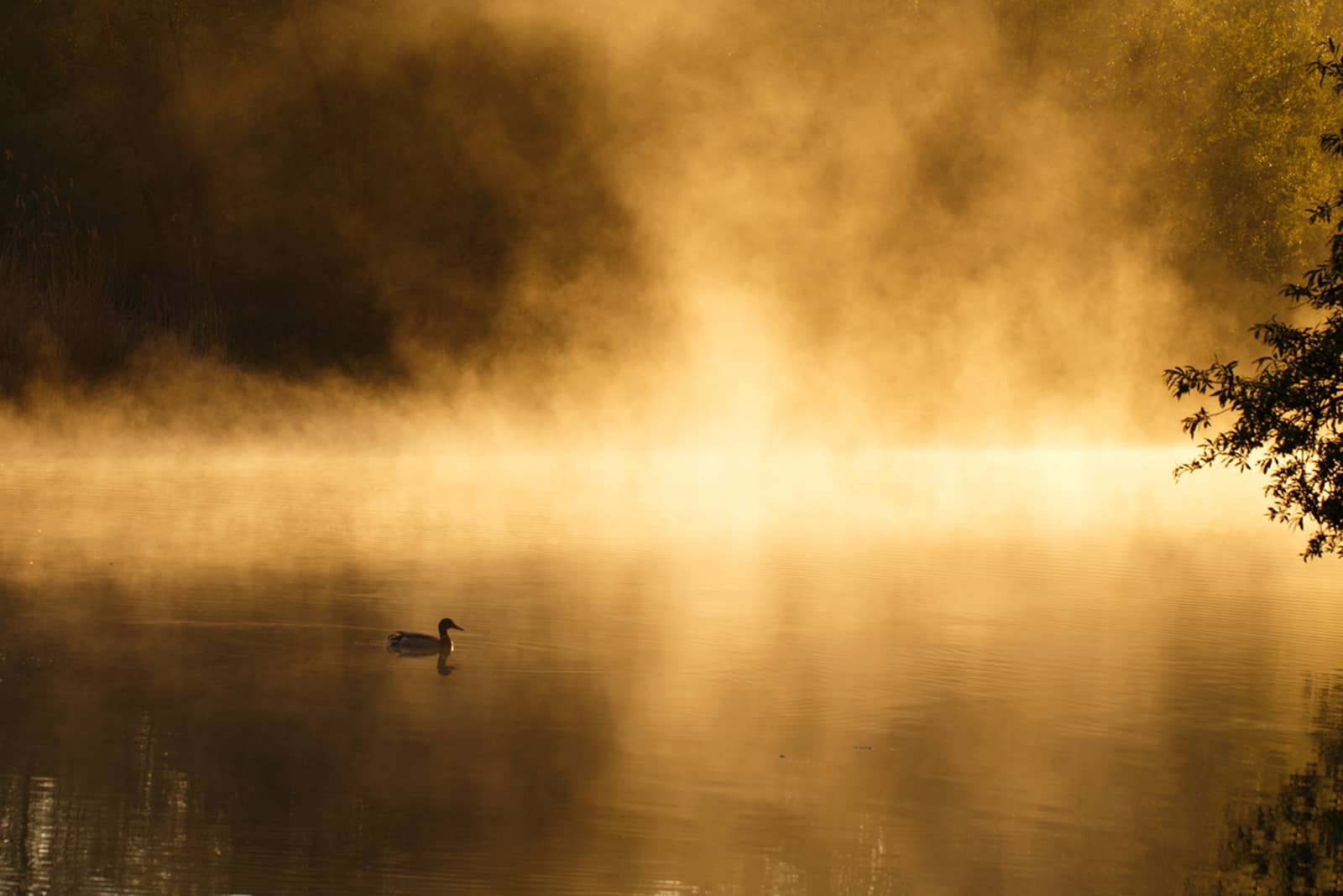 foto: © Bas Breetveld - Biesbosch
