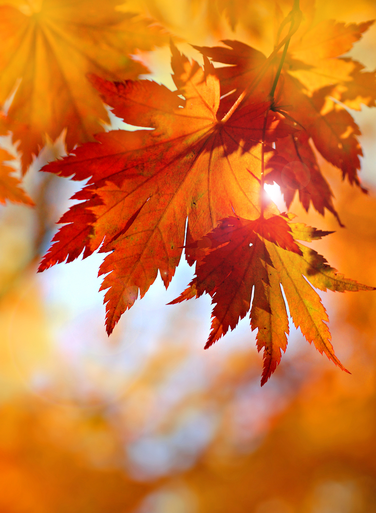 herfstbladeren close up