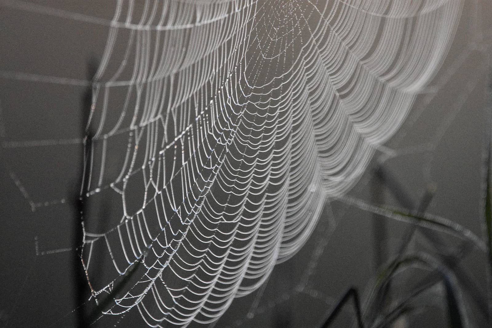 spinnenweb tegen bruine achtegrond