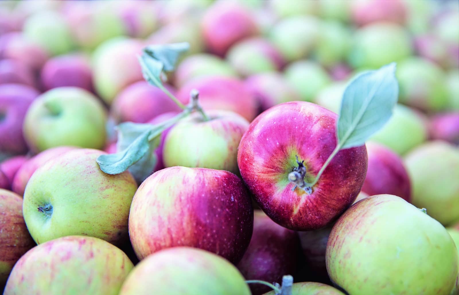 Jill Wellington via Pixabay - groen paarse appels