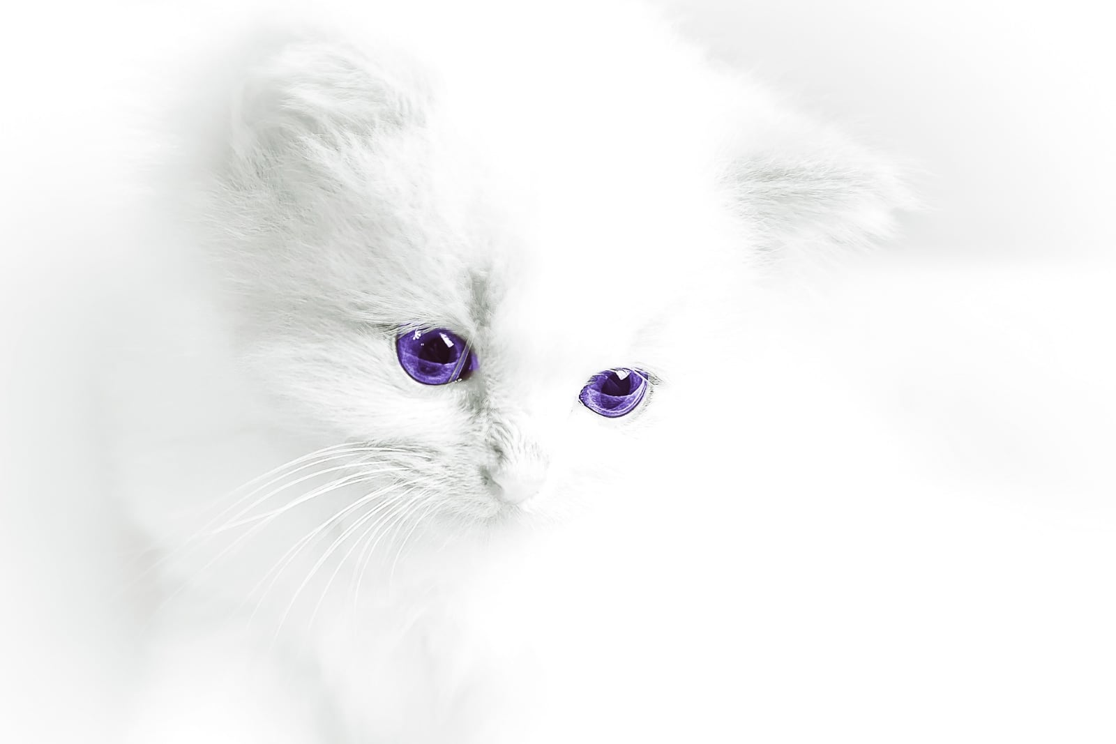 witte poes met paarse ogen - Jörg Buntrock