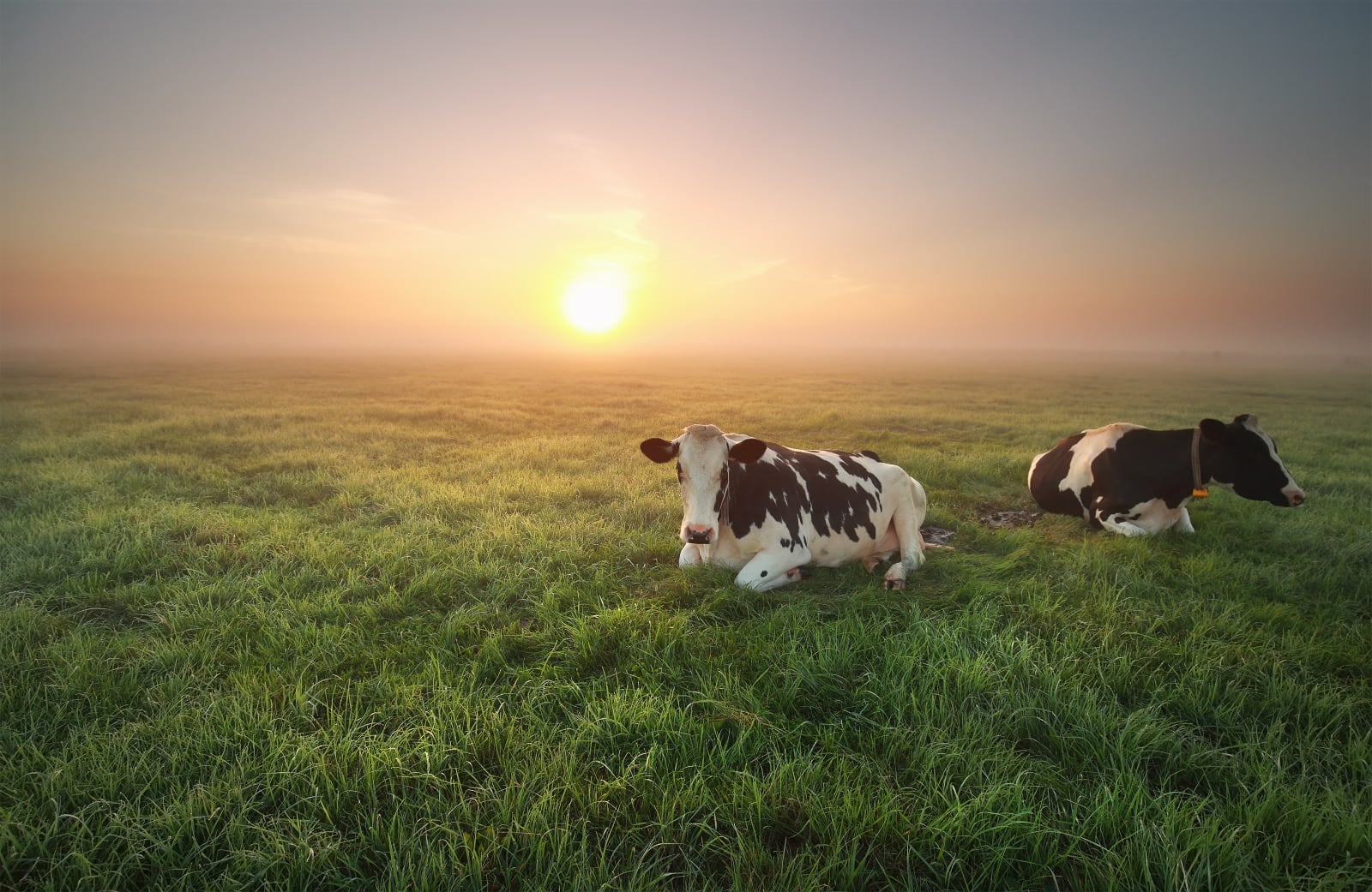 koeien liggend in weide met zonsondergang