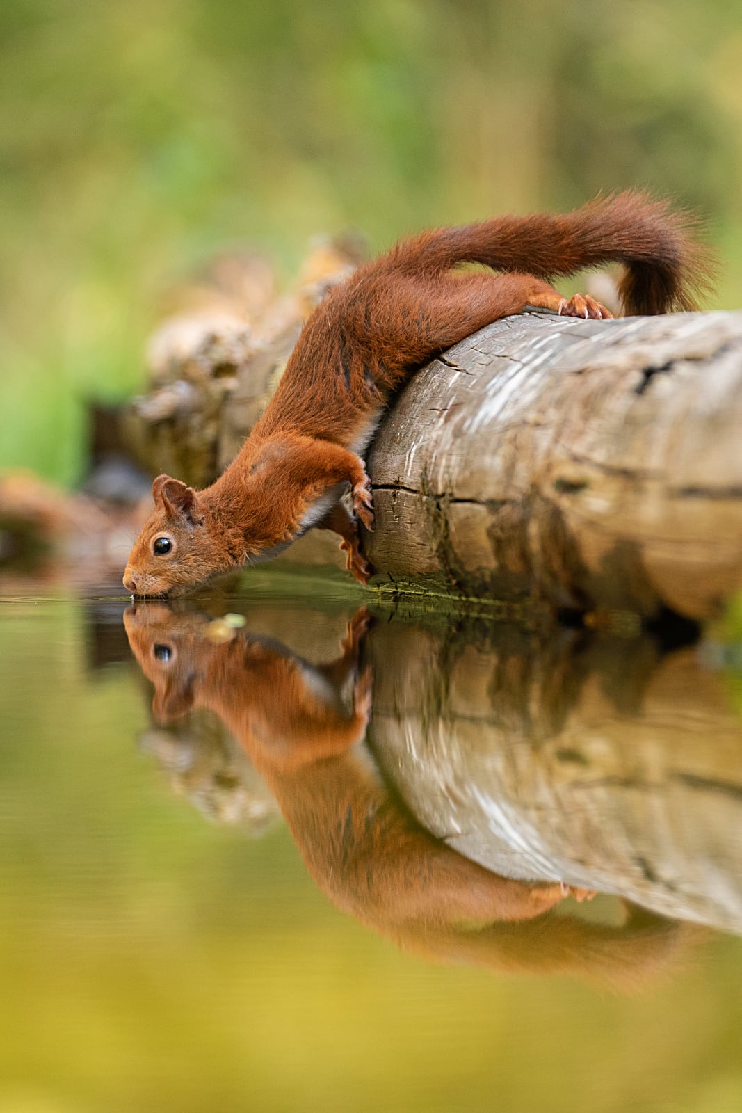 foto: © Dick van Duijn - Eekhoorn hangt over boomstronk in water om te drinken