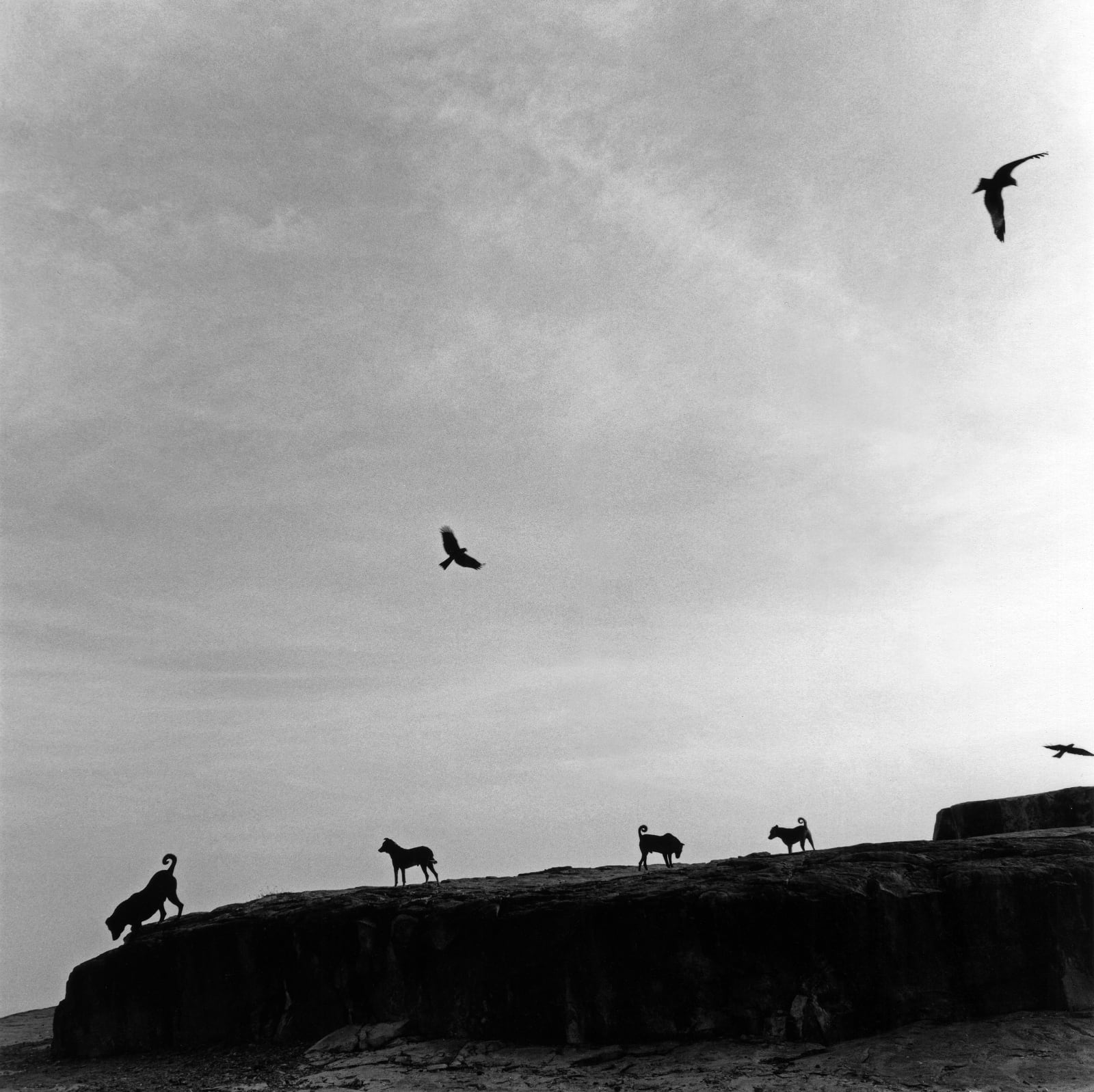 © Graciela Iturbide, Mexico, 2021 Sony World Photography Awards - Perros Perdidos, India, 1998