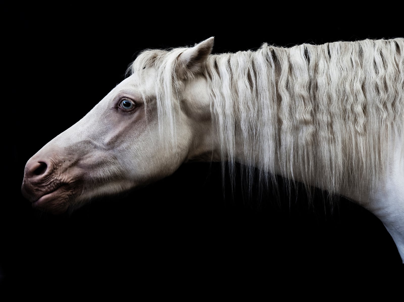 foto: © Jenny Boot - Bugatti, paardenkop met nek en manen, wit paard met blauwe ogen