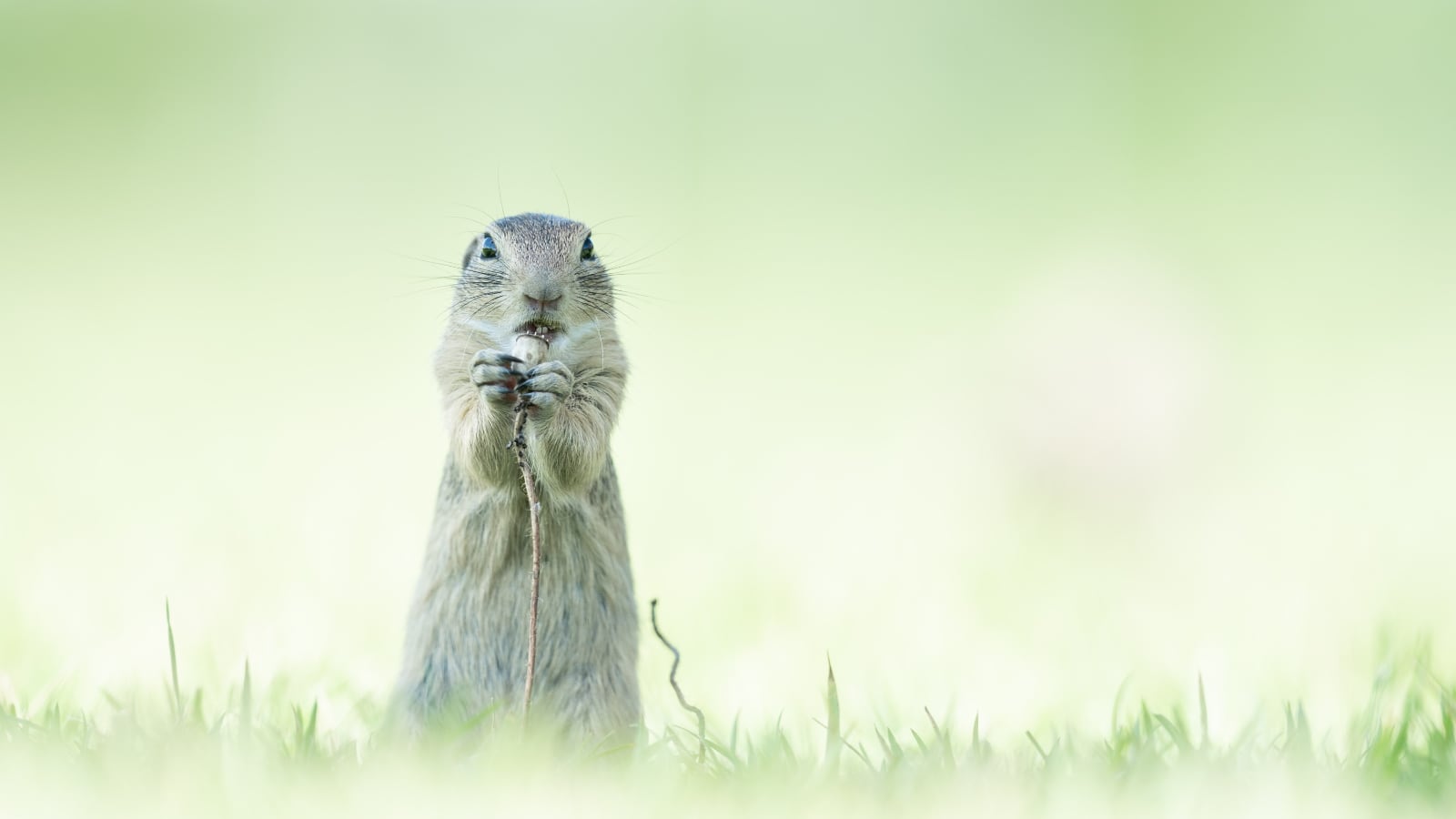 foto: © Alex Pansier, Netherlands, Shortlist, Open, Natural World & Wildlife, 2021 Sony World Photography Awards - konijn eet bloem
