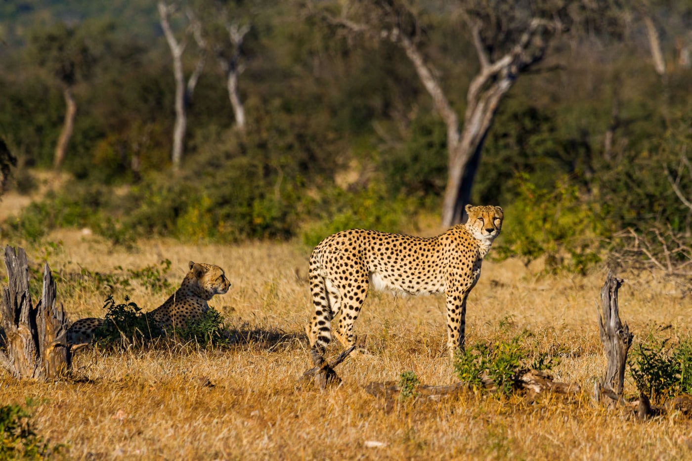 foto: © De Fotoreisshop - tijgers in hun habitat