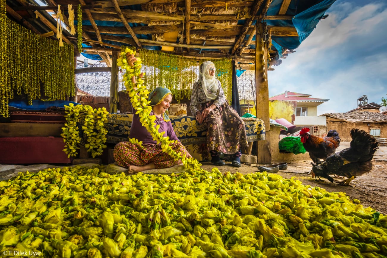 foto: © F Dilek Uyar - Harvest - Drying Okra