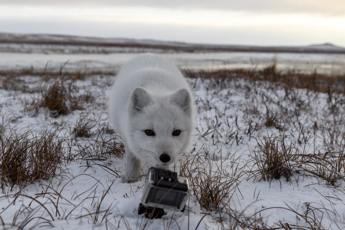sneeuwhond met GoPro aan zijn nek in sneeuwlandschap