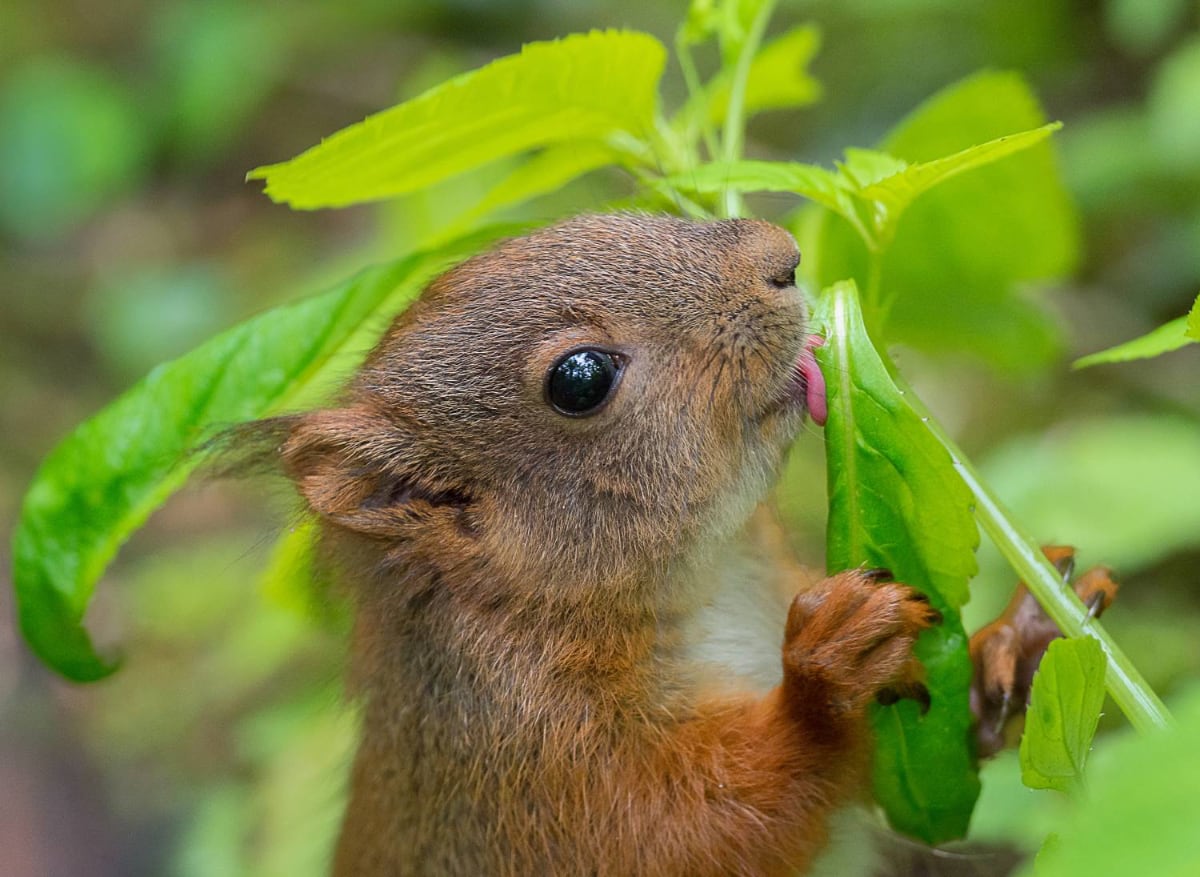 foto door fotograaf Raymond Widawski - eekhoorn likt aan groen blaadje en houdt takje met pootjes vast