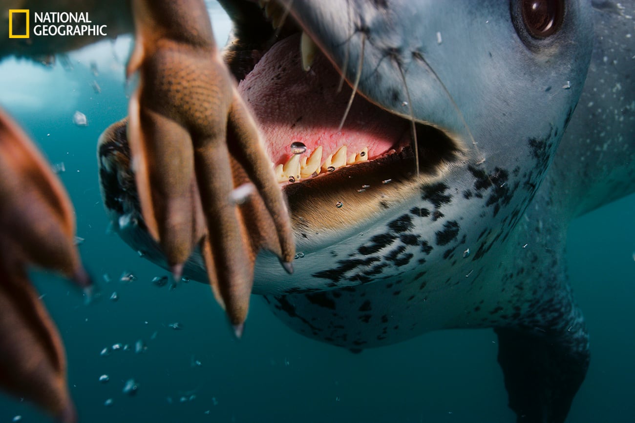 Paul Nicklen - National Geographic - haaienbek