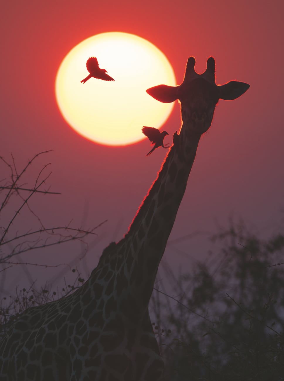 foto: © Marsel van Oosten - The Tower, Botswana. Foto van giraffekop met volle maan