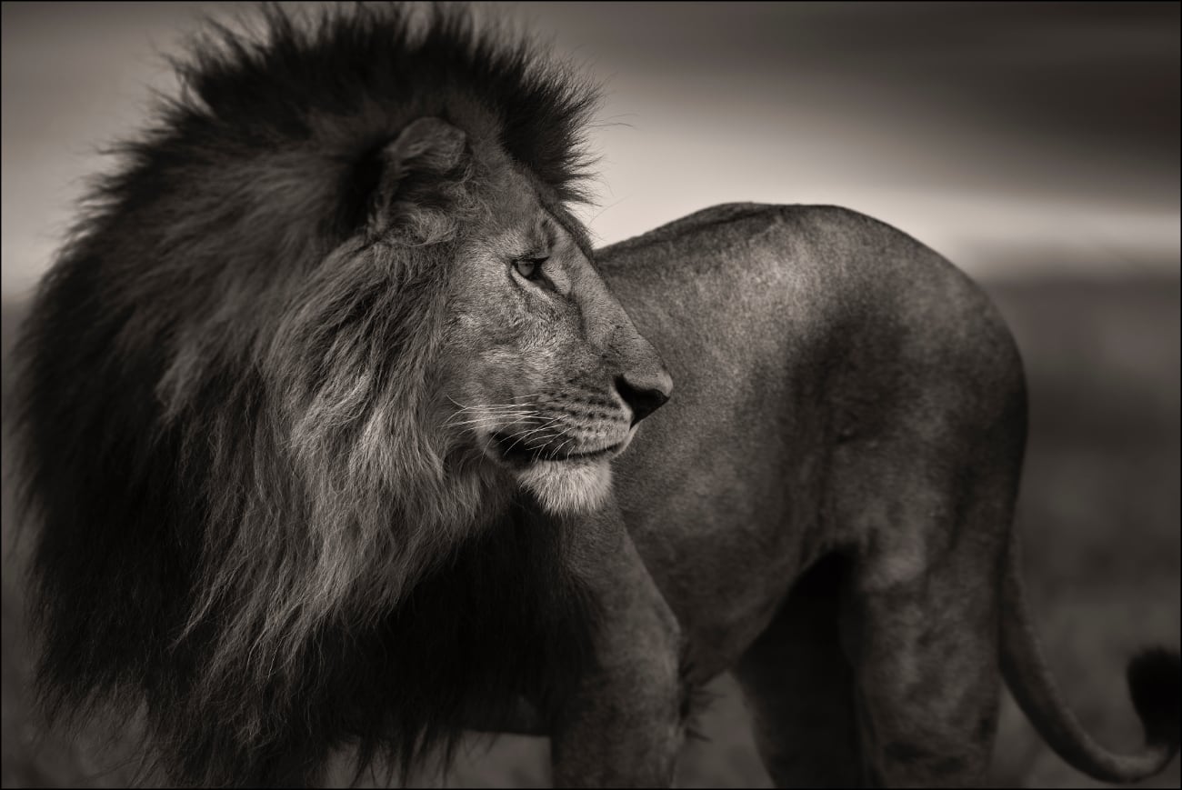 foto: © Last of Their Kind, oachim Schmeisser - Lionheart