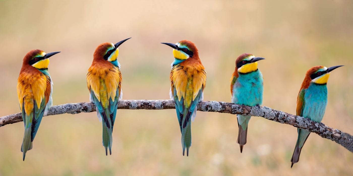 5 bee eaters birds